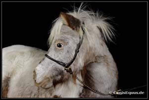 horses_canisequus___MG_8576
