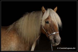 horses_canisequus___MG_8587