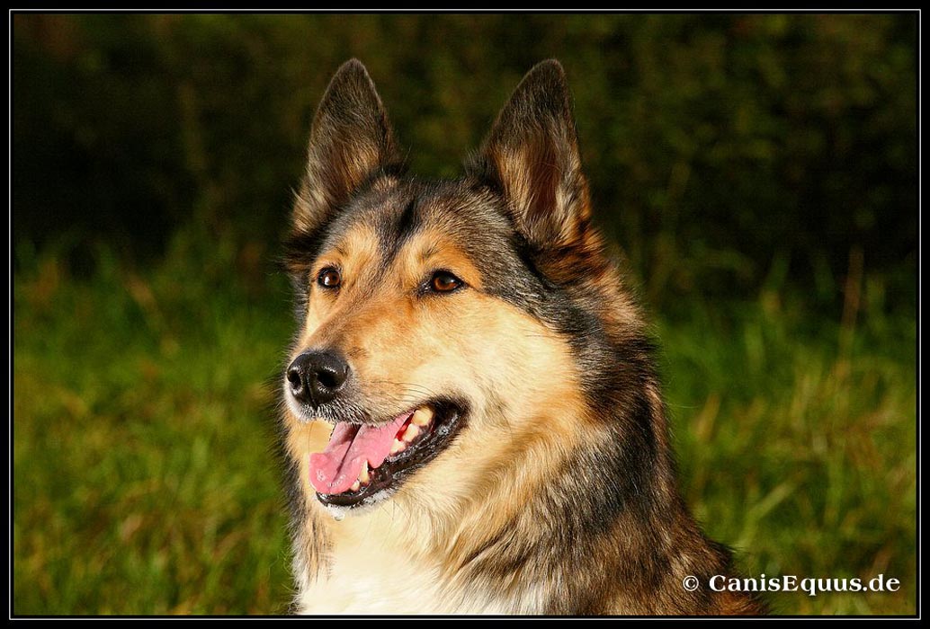 customer_dogs_IMG_3535