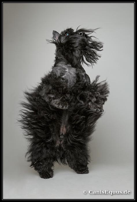 customer_dogs_IMG_3558