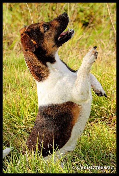 customer_dogs_IMG_3608