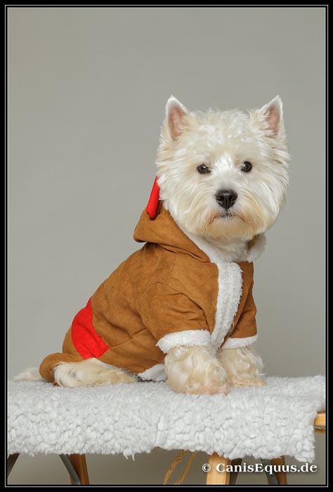 customer_dogs_IMG_3945