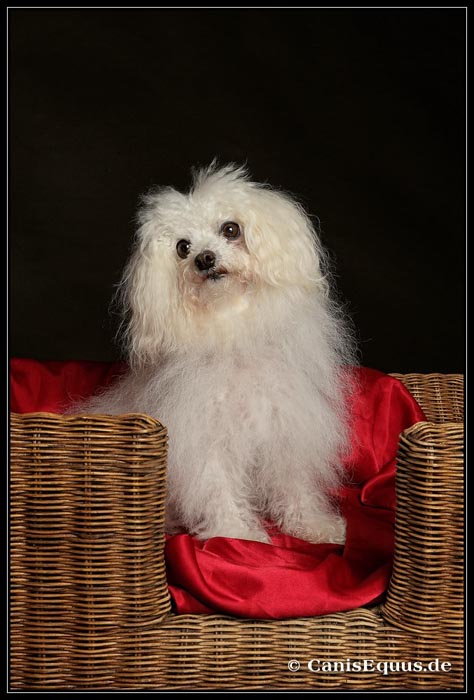 customer_dogs_IMG_5801