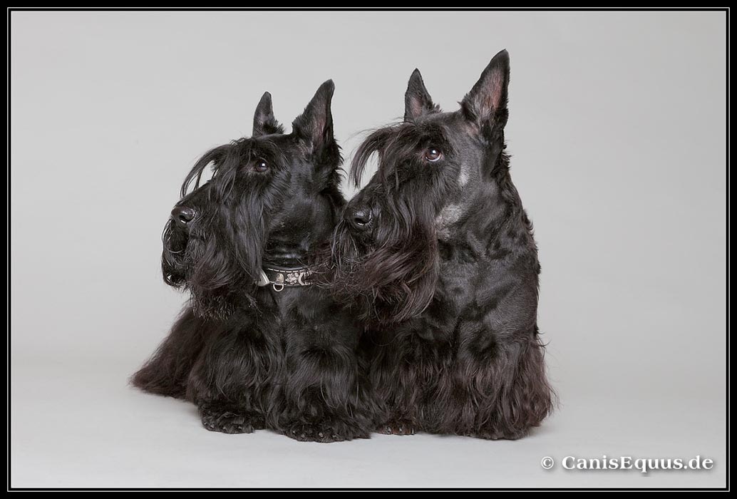customer_dogs_IMG_6922