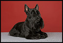 canisequus_IMG_9852