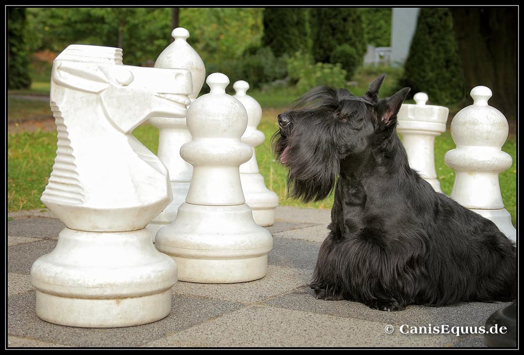 scotties_IMG_0733