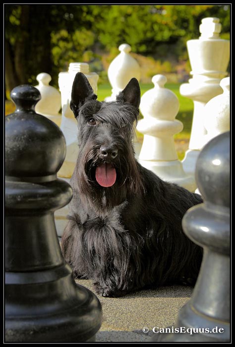 scotties_IMG_0812