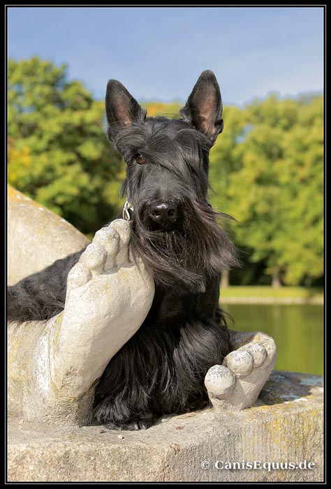 scotties_IMG_1916