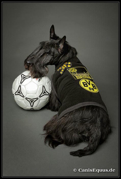 scotties_IMG_2022