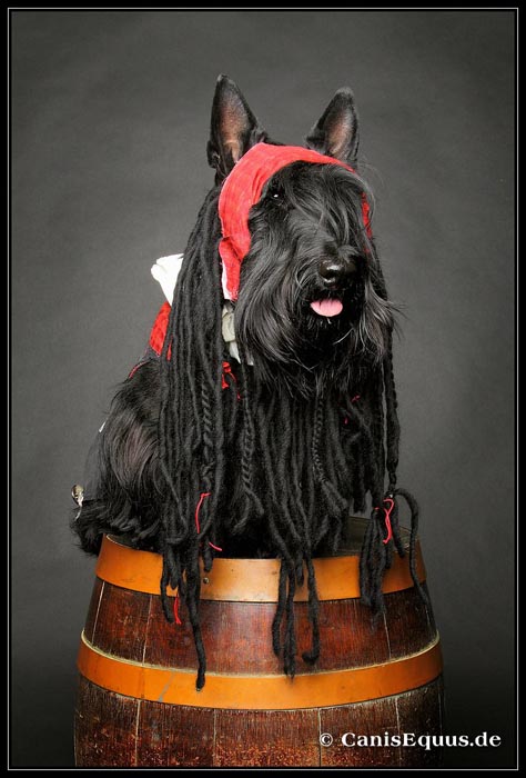 scotties_IMG_3089
