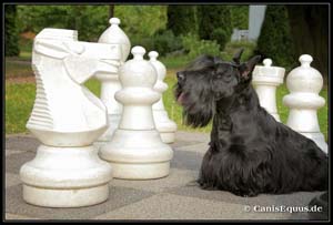scotties_IMG_0733