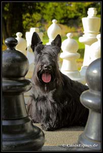 scotties_IMG_0812