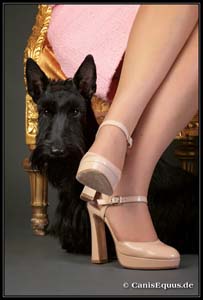 scotties_IMG_1572