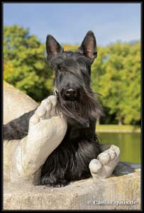 scotties_IMG_1916