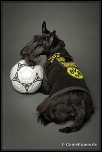 scotties_IMG_2022
