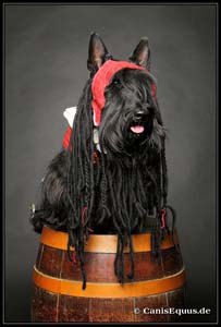 scotties_IMG_3089